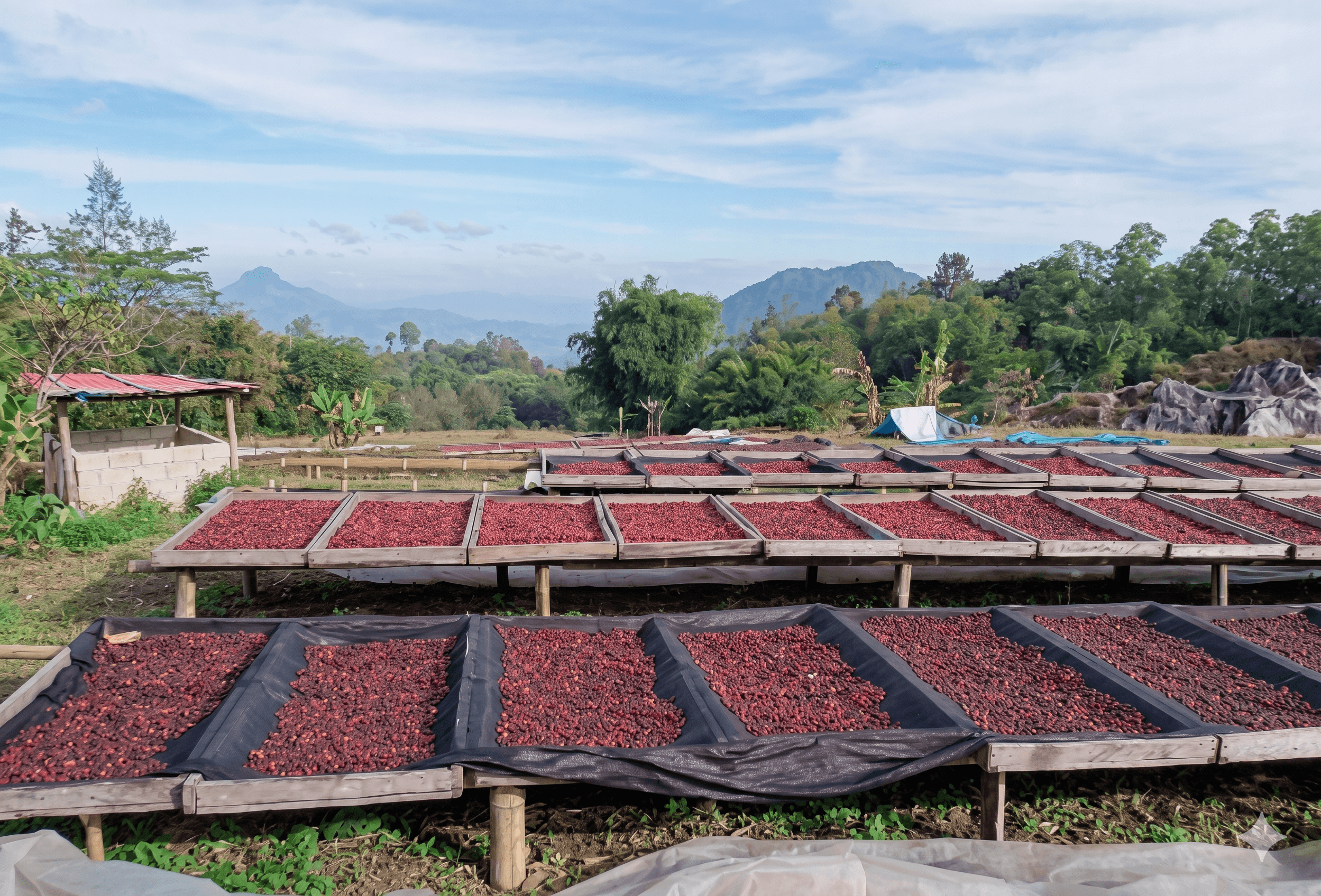 Washing and sorting fresh coffee beans