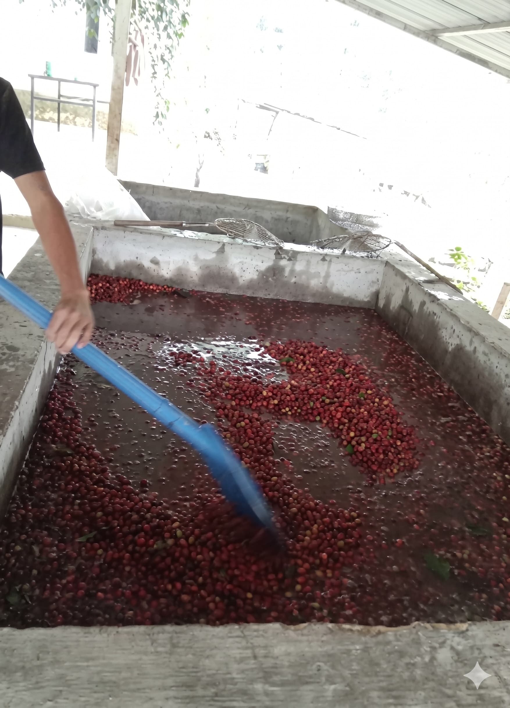 Freshly harvested red coffee cherries in a basket