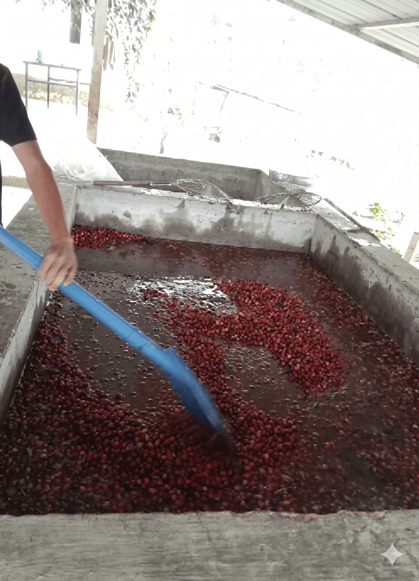 Freshly harvested red coffee cherries in a basket